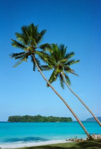 Blue-on-blue at Port Olry, Espiritu Santo, Vanuatu