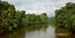 Tremendous tropical scenery around every bend of the Daintree River, FNQ