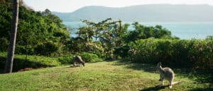 Kangaroos indulge themselves to their heart’s delight on the lush topical vegetation on Daydream Island, Whitsundays, QLD