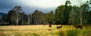 A lazy day in the sun on the Tasman Peninsula