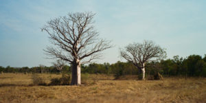 Boabs striking a pose in the Kimberley of WA