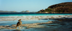 If it’s your lucky day, a ‘roo may stay to say G'day at Lucky Bay, Cape Le Grand N.P. WA