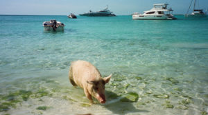 Big Major Cay, Bahamas
