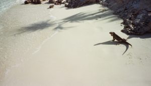 Iggy Beach, Exuma Cays, Bahamas