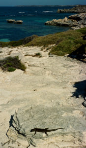 A lizzie sunning itself on Rottnest Island
